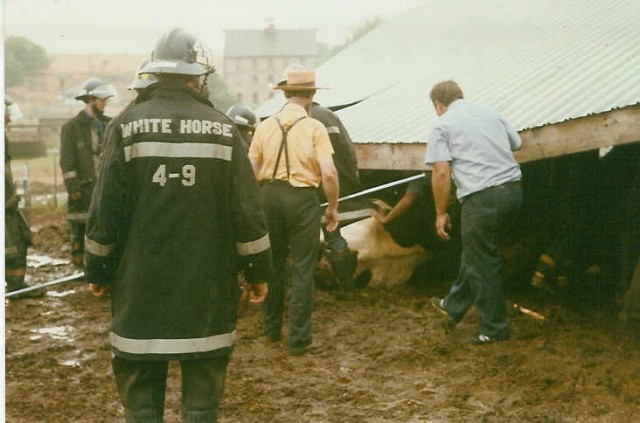 This barn at the King Farm collapsed on these cows during a storm; Rt. 340 & Cambridge Road in White Horse; this barn would burn the next summer... 7/88